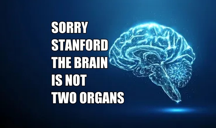 SORRY STANFORD THE BRAIN IS NOT TWO ORGANS